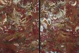 Tall, Red and Yellow Jasper Bookends - Marston Ranch, Oregon #231787-2